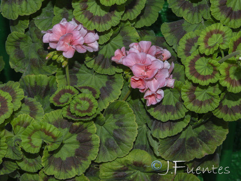 Pelargonium zonale.05