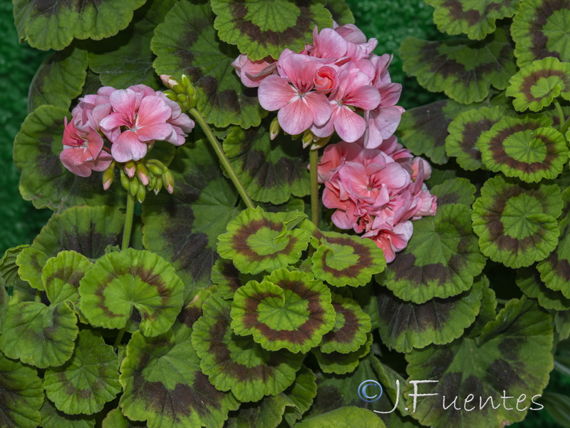 Pelargonium zonale.06