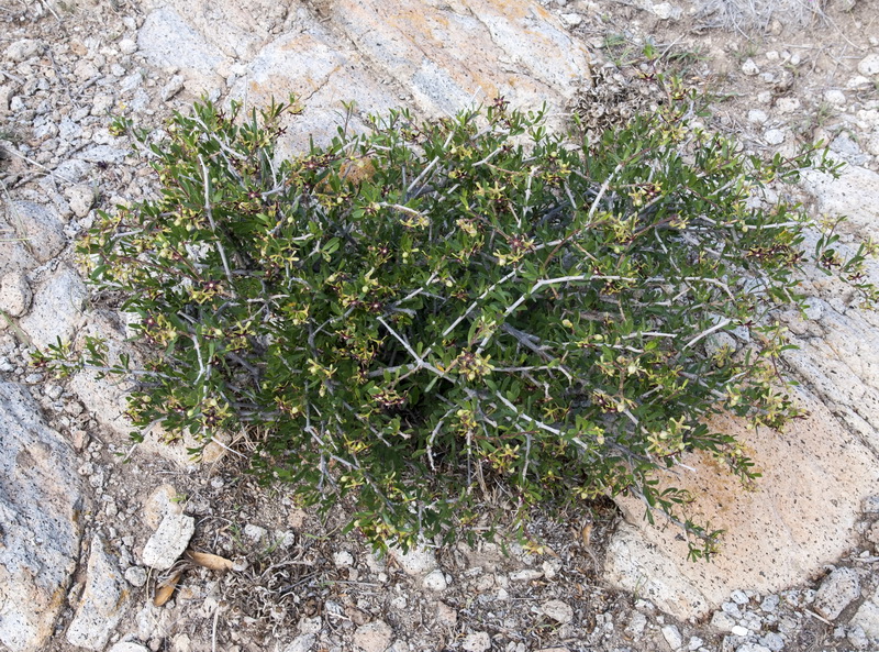 Periploca angustifolia.01