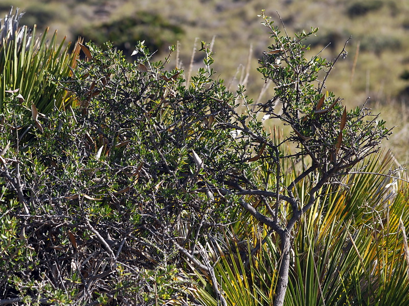 Periploca angustifolia.04