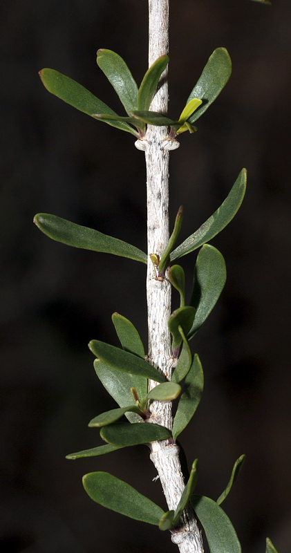 Periploca angustifolia.05