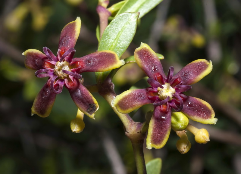 Periploca angustifolia.08