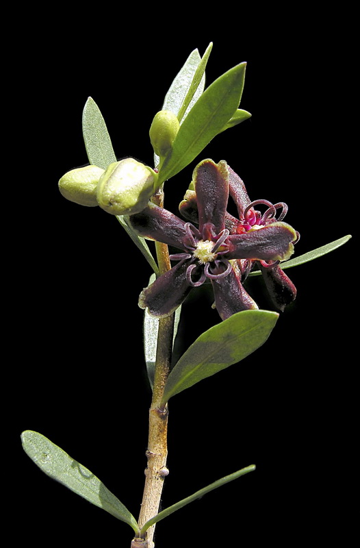 Periploca angustifolia.10