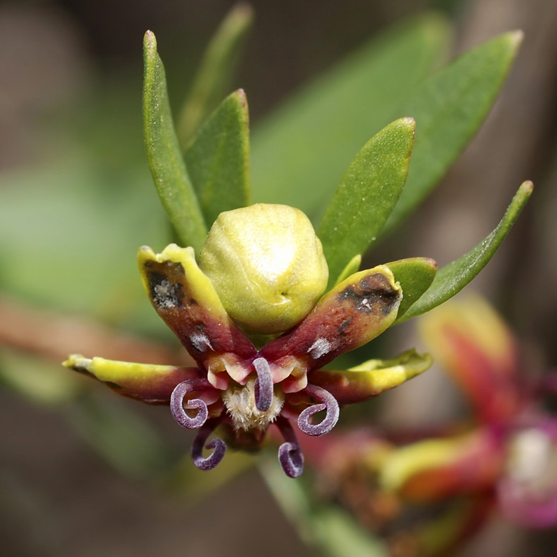 Periploca angustifolia.12