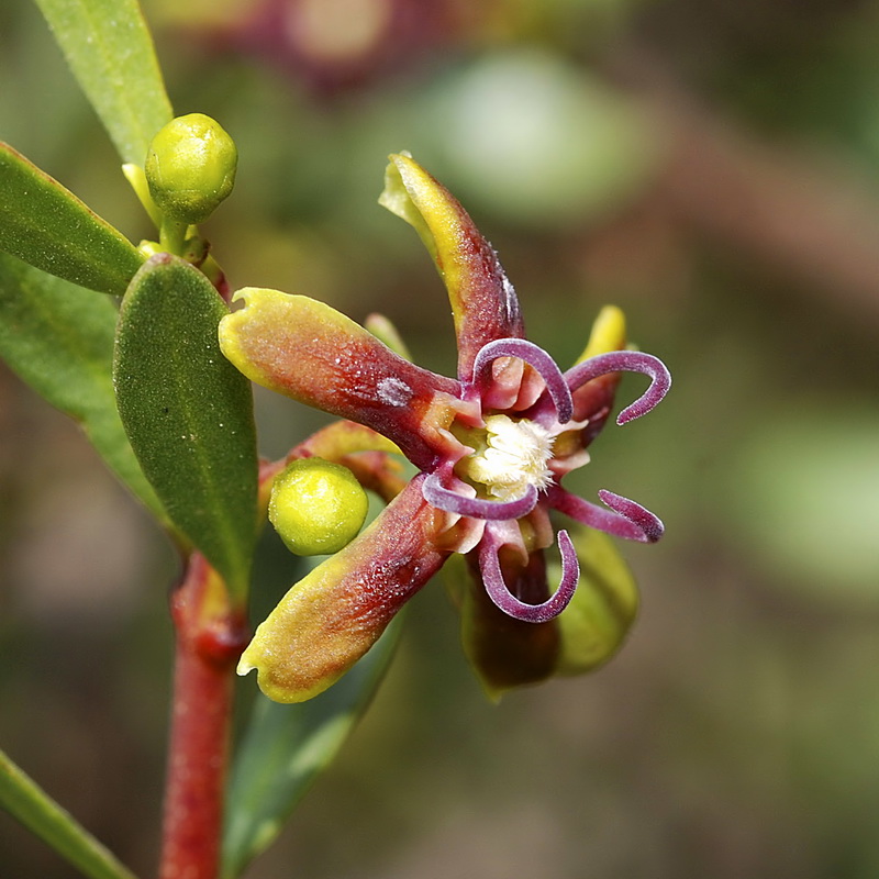 Periploca angustifolia.13