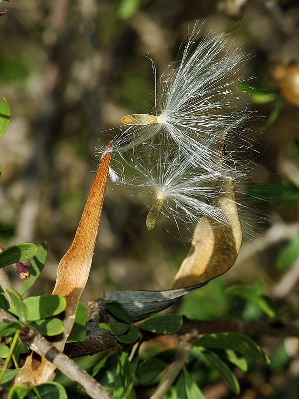 Periploca angustifolia.19