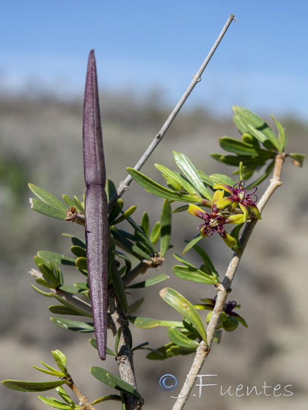 Periploca angustifolia.25