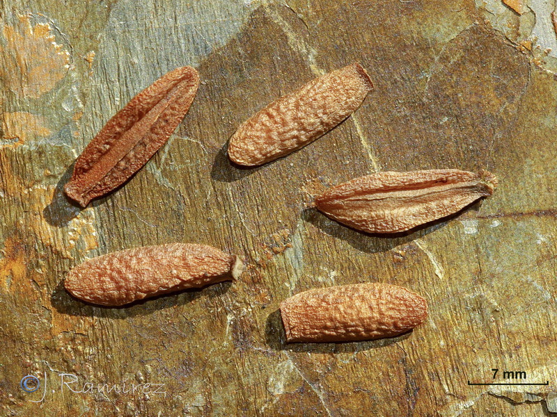 Periploca angustifolia.27