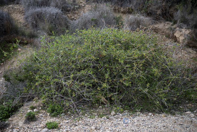 Periploca angustifolia.28
