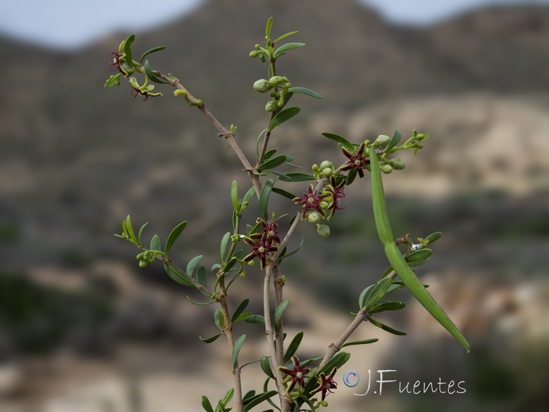 Periploca angustifolia.30