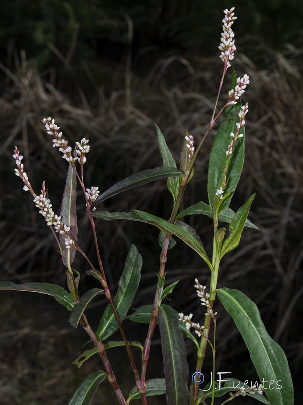 Persicaria decipiens.01