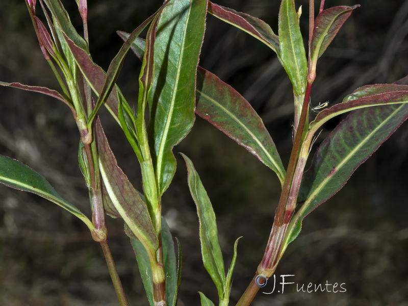 Persicaria decipiens.03