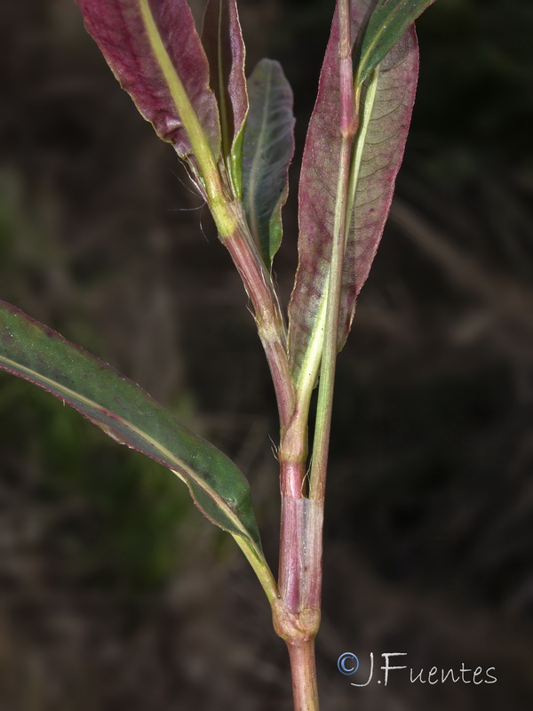 Persicaria decipiens.04