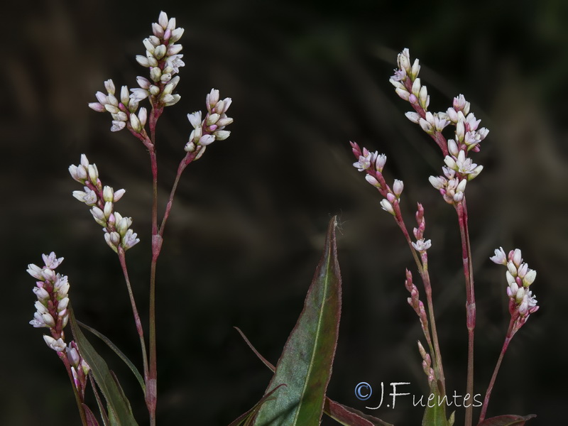 Persicaria decipiens.05