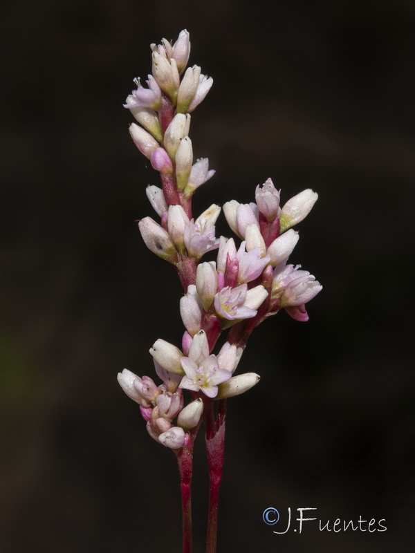 Persicaria decipiens.06