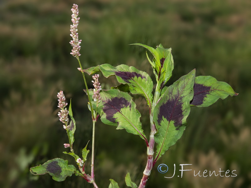 Persicaria lapathifolia.02