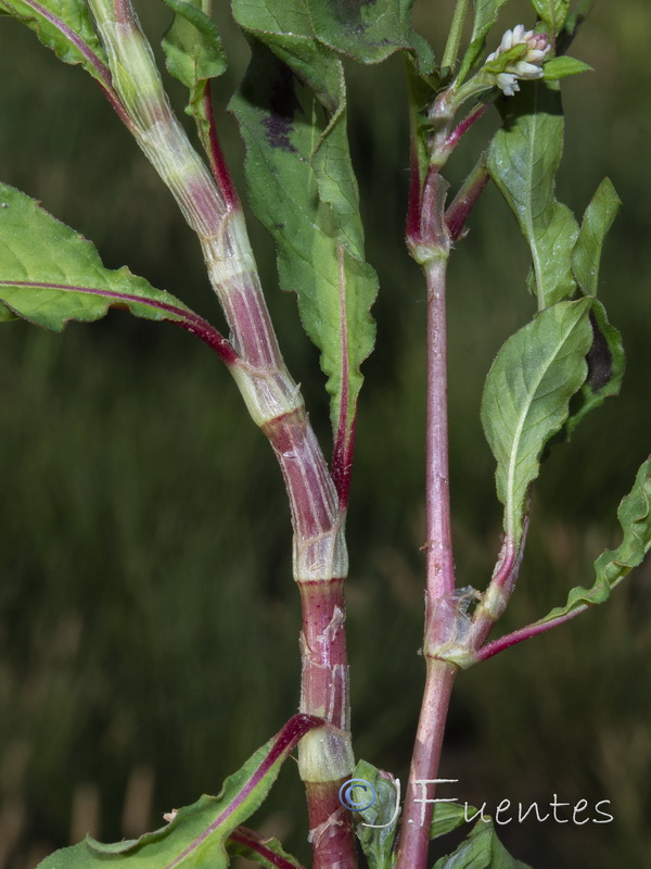 Persicaria lapathifolia.03