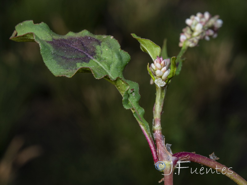 Persicaria lapathifolia.04