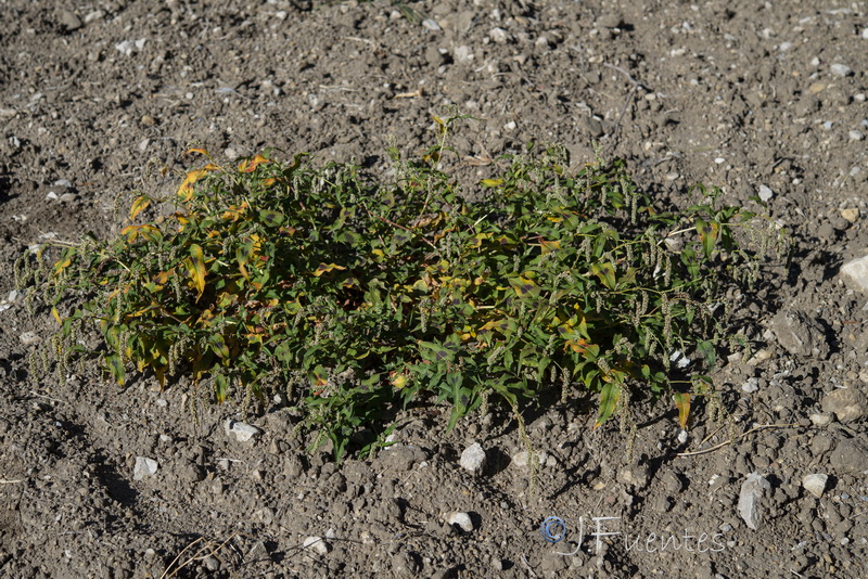 Persicaria lapathifolia.05