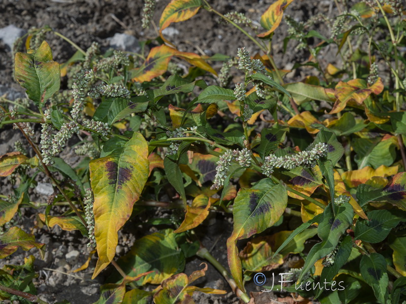 Persicaria lapathifolia.06