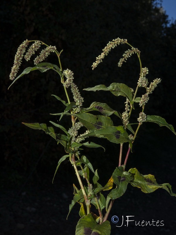 Persicaria lapathifolia.07