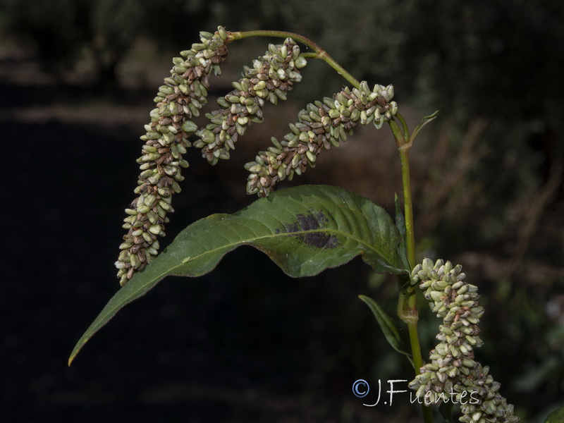 Persicaria lapathifolia.08