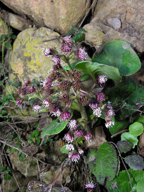 Petasites pyrenaicus.01