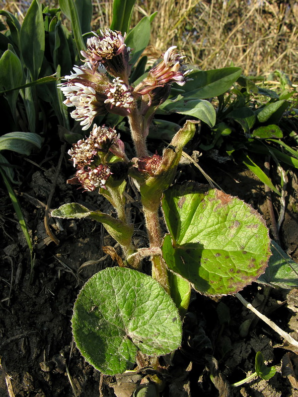 Petasites pyrenaicus.02