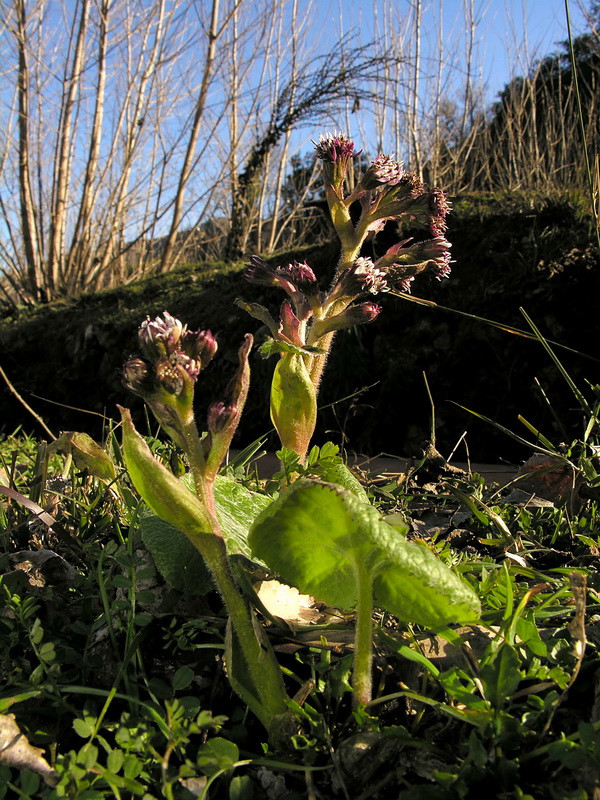 Petasites pyrenaicus.03