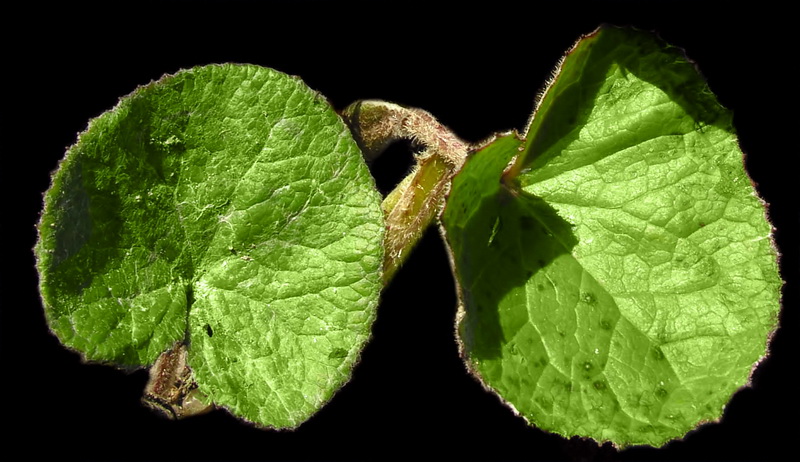 Petasites pyrenaicus.04