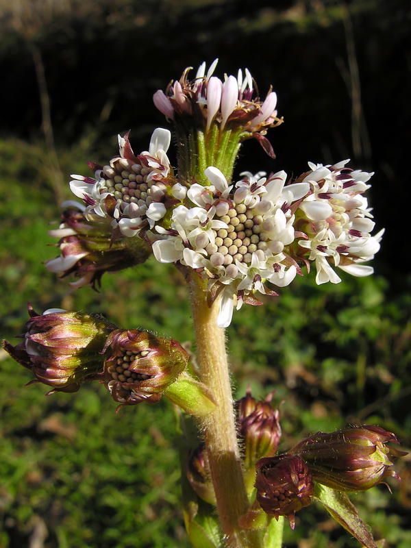 Petasites pyrenaicus.05