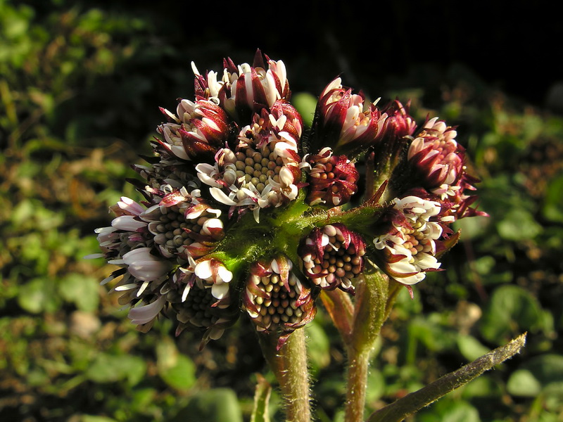 Petasites pyrenaicus.06