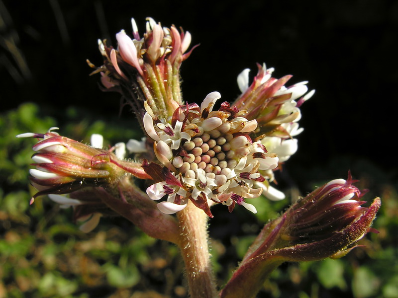 Petasites pyrenaicus.07