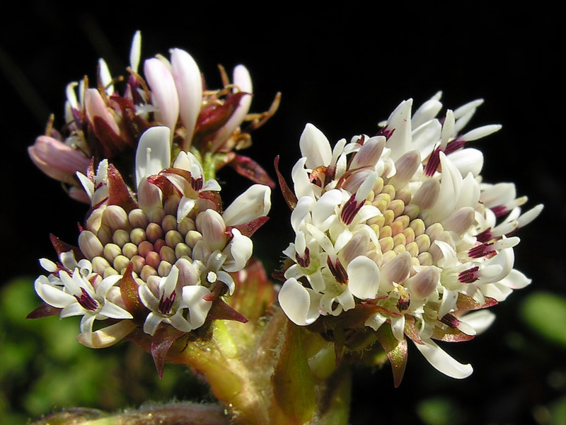 Petasites pyrenaicus.09