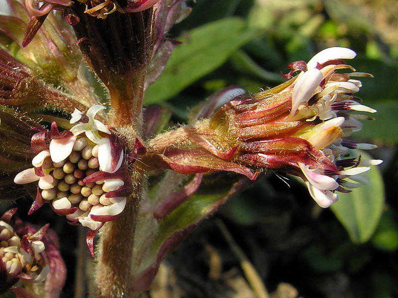 Petasites pyrenaicus.10