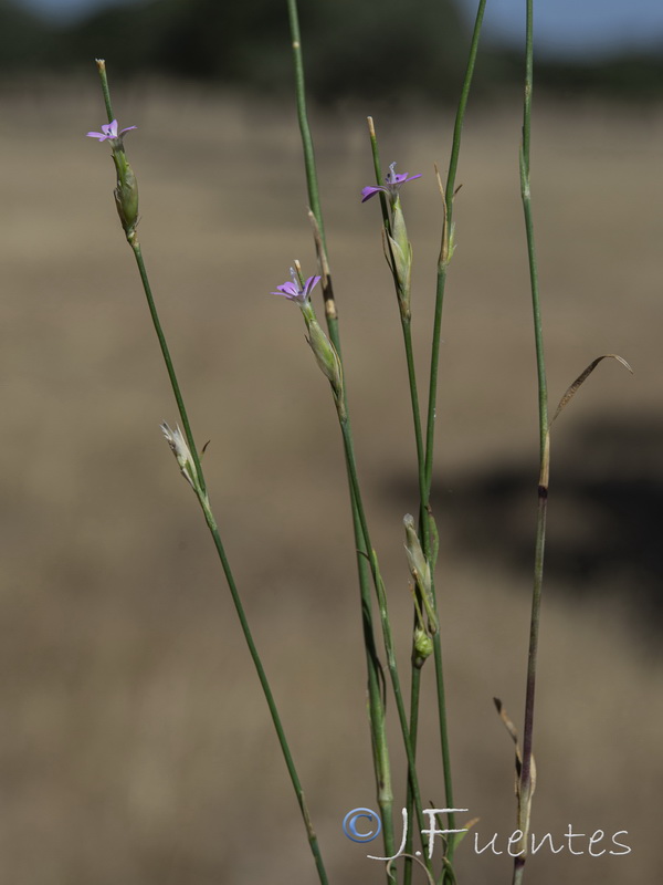 Petrorhagia dubia.01