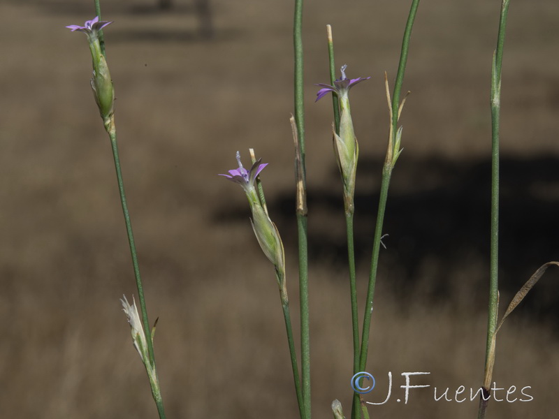 Petrorhagia dubia.02