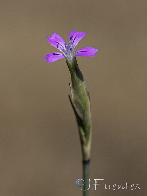 Petrorhagia dubia.03