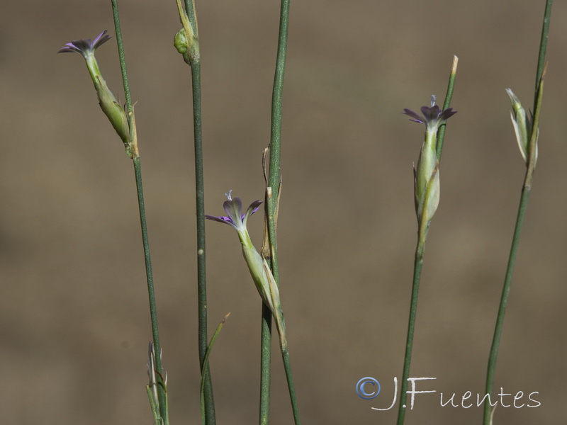 Petrorhagia dubia.04