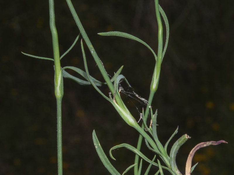Petrorhagia nanteuilii.02