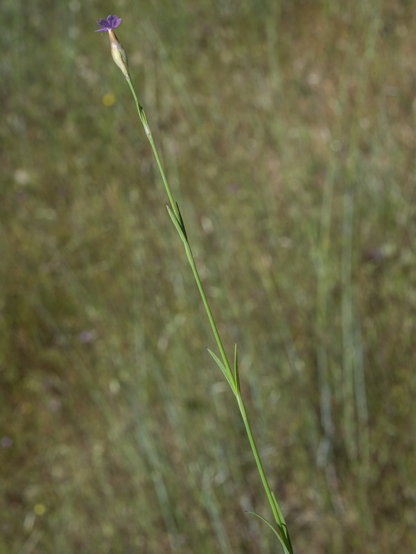 Petrorhagia nanteuilii.05