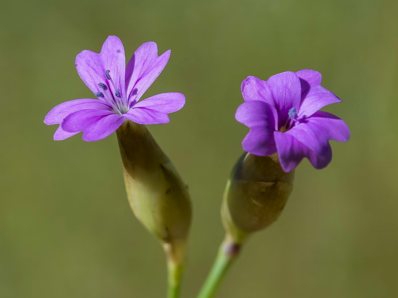 Petrorhagia nanteuilii.09