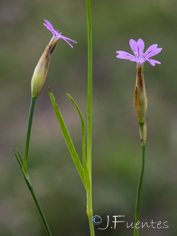 Petrorhagia nanteuilii.12
