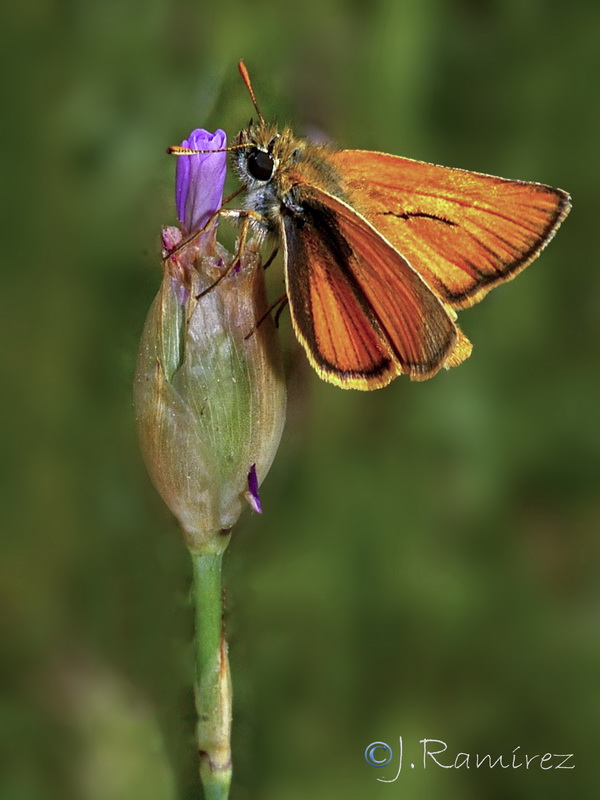 Petrorhagia nanteuilii.13