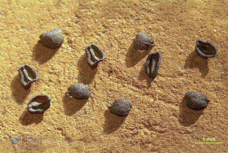 Petrorhagia nanteuilii.14