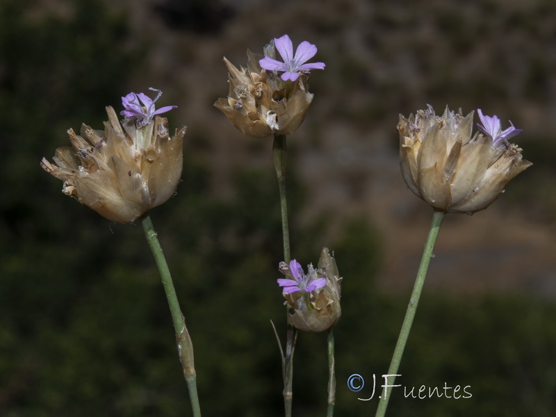 Petrorhagia nanteuilii.15