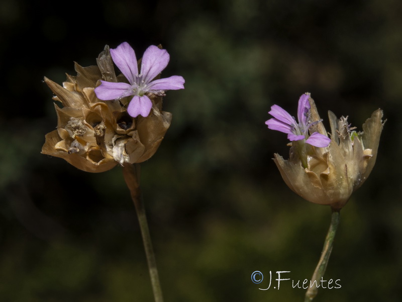 Petrorhagia nanteuilii.16