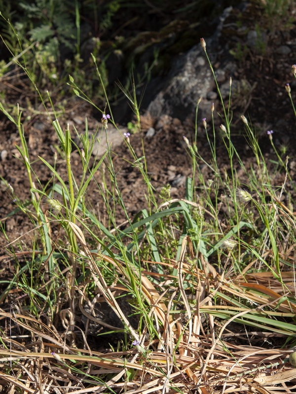 Petrorhagia prolifera.01