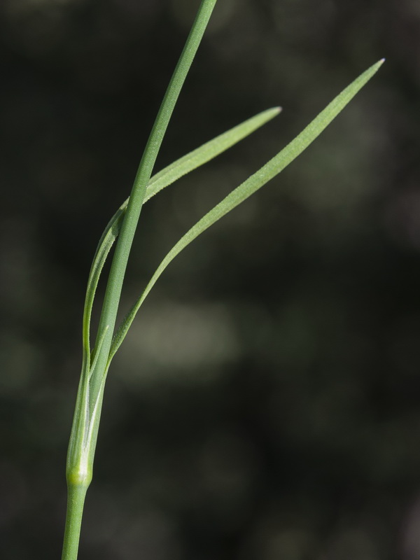 Petrorhagia prolifera.02