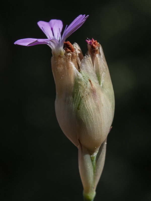 Petrorhagia prolifera.04